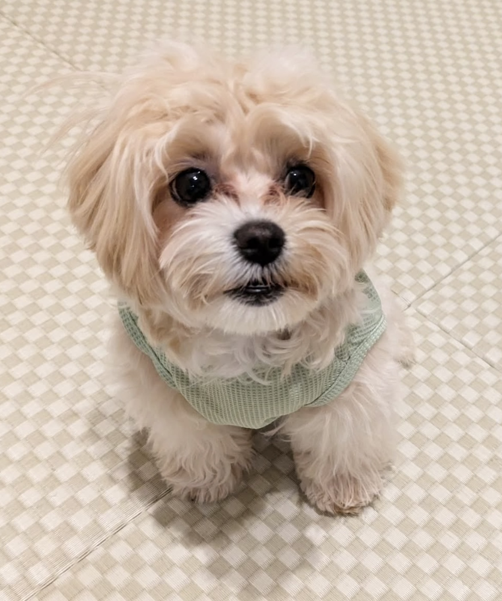 コロンちゃんのかわいい姿